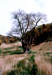 ��p���̌j�L�O�ی����